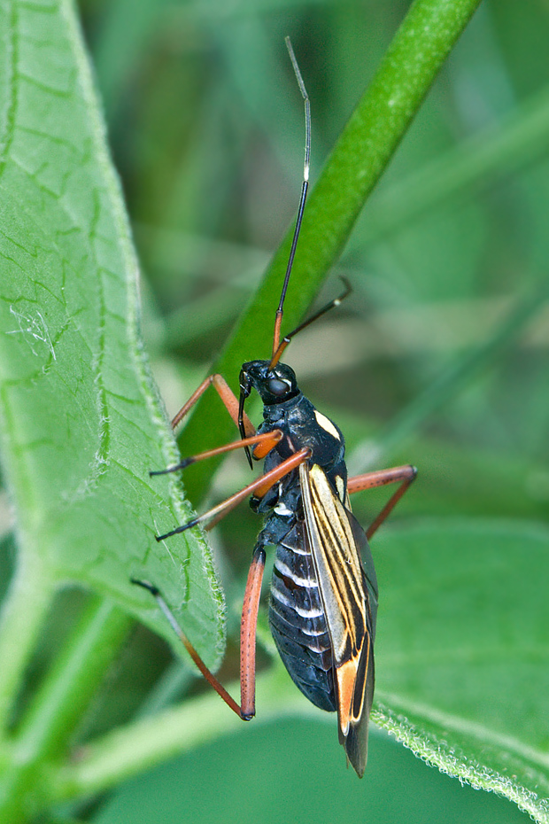 bzdocha Miris striatus (Linnaeus, 1758)