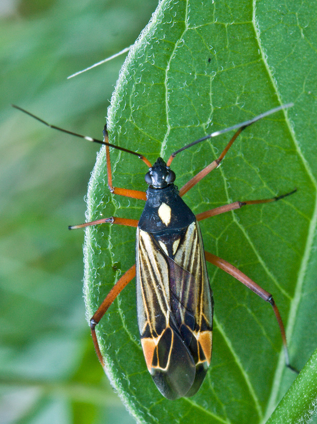 bzdocha Miris striatus (Linnaeus, 1758)