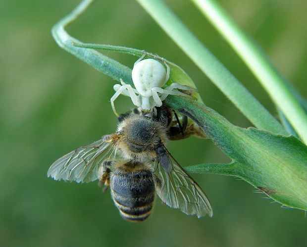 kvetárik dvojtvarý Misumena vatia