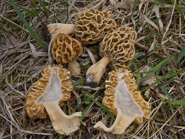 smrčok jedlý Morchella esculenta (L.) Pers.