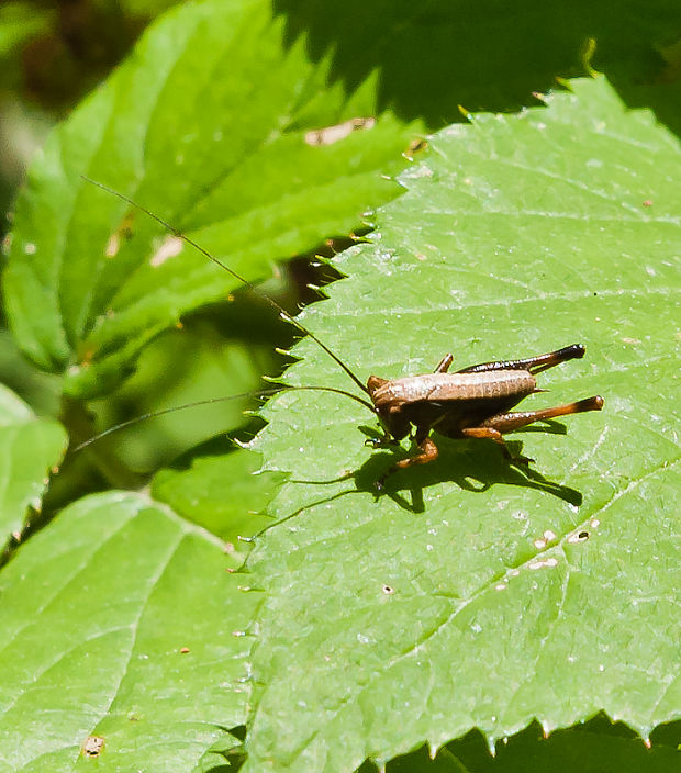 nymfa kobylky hnedastej Pholidophera griseoaptera