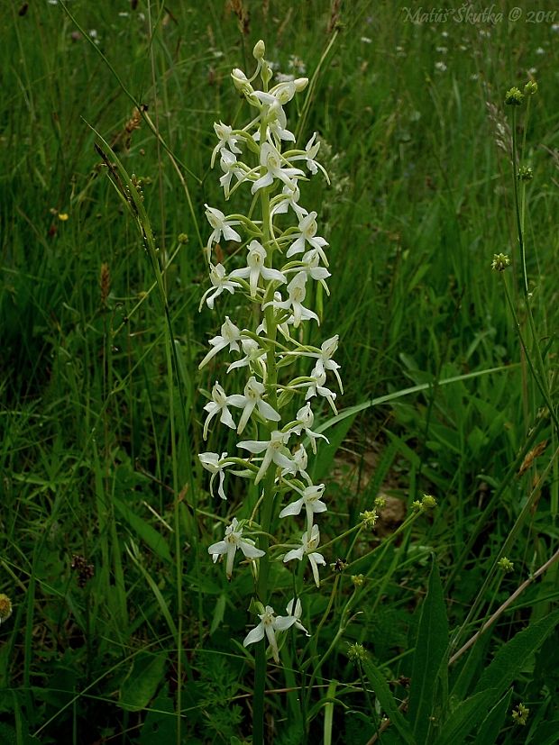 vemenník dvojlistý Platanthera bifolia (L.) Rich.