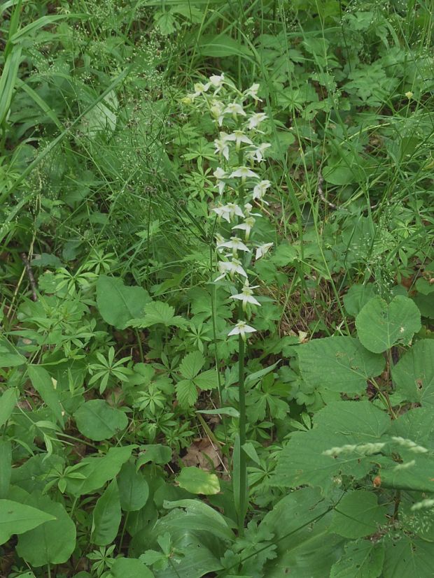 vemenník zelenkastý Platanthera chlorantha (Custer) Reinchenb.