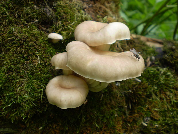 hliva lievikovitá Pleurotus cornucopiae (Paulet) Rolland