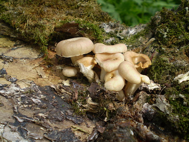 hliva lievikovitá Pleurotus cornucopiae (Paulet) Rolland