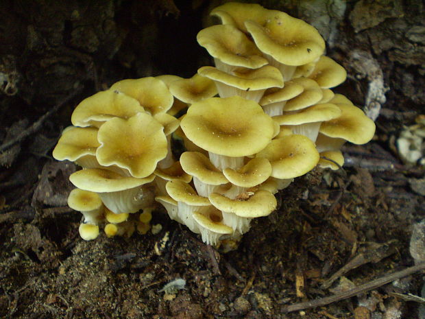 hliva lievikovitá Pleurotus cornucopiae (Paulet) Rolland