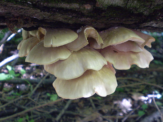 hliva lievikovitá Pleurotus cornucopiae (Paulet) Rolland