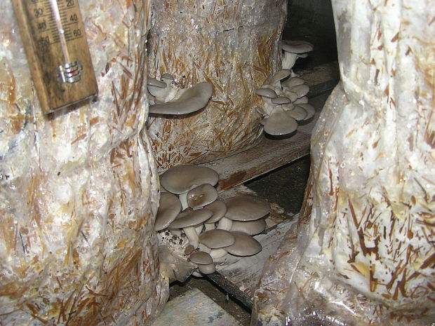 hliva ustricovitá Pleurotus ostreatus