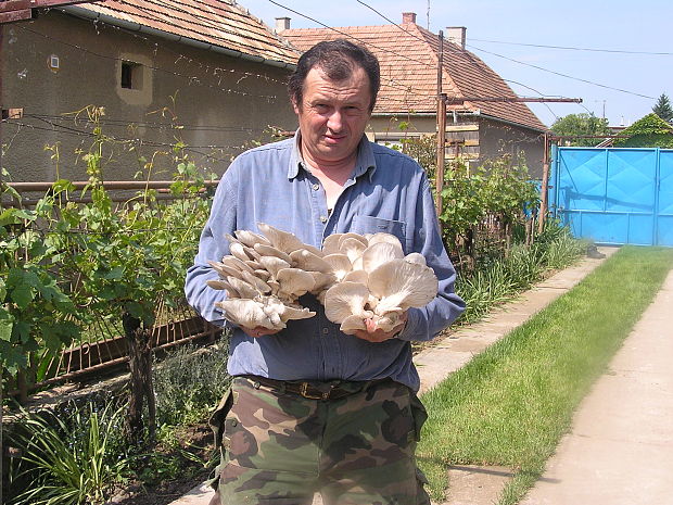 hliva ustricovitá Pleurotus ostreatus