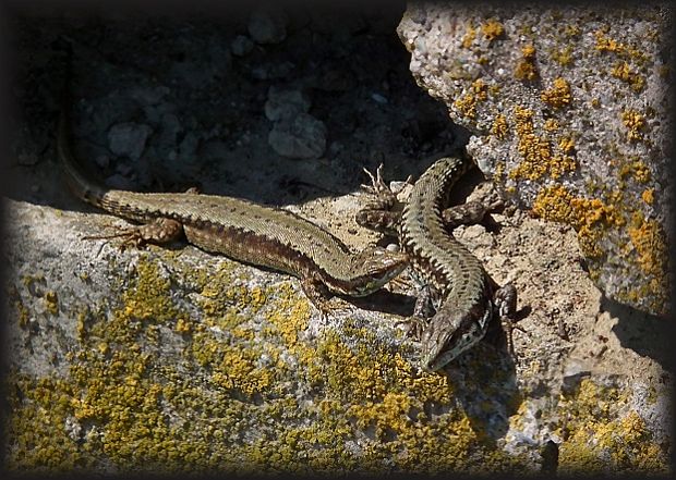 jašterica murová Podarcis muralis