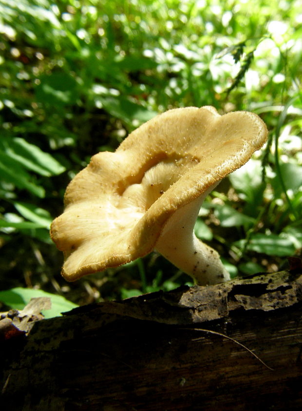 trúdnik Polyporus sp.