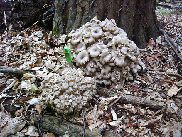 trúdnik klobúčkatý Polyporus umbellatus (Pers.) Fr.