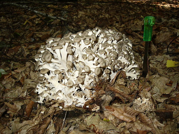 trúdnik klobúčkatý Polyporus umbellatus (Pers.) Fr.