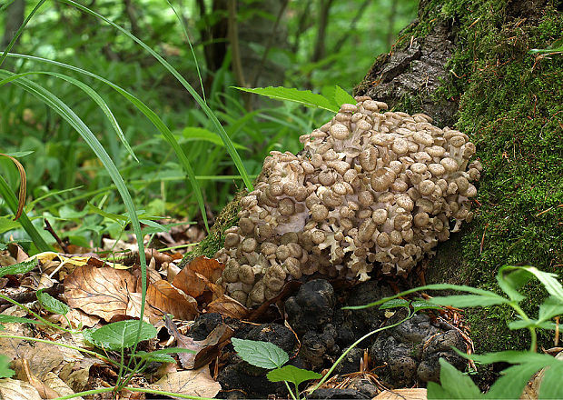 trúdnik klobúčkatý Polyporus umbellatus (Pers.) Fr.