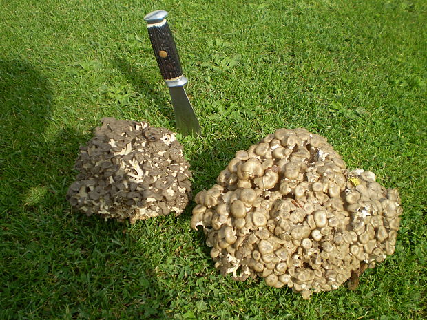 trúdnik klobúčkatý Polyporus umbellatus (Pers.) Fr.