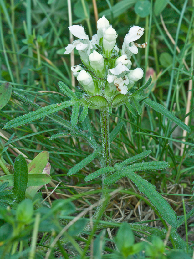 čiernohlávok zastrihovaný Prunella laciniata (L.) L.