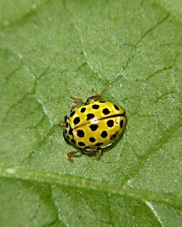 lienka múčnatá  Psyllobora vigintiduopunctata