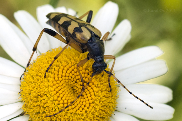 fuzáč škvrnitý Rutpela maculata