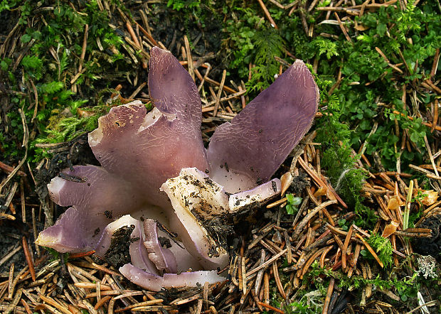 tulipánovka fialová Sarcosphaera coronaria (Jacq.) J. Schröt.