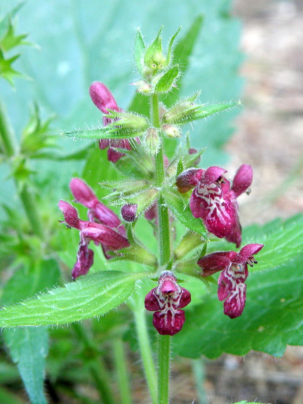 čistec lesný Stachys sylvatica L.