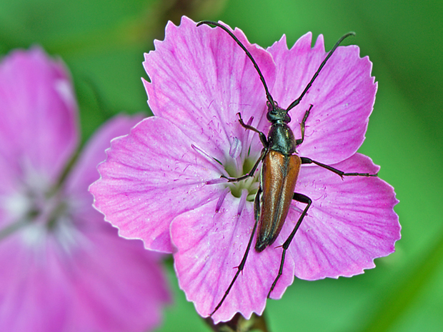 fuzáč Stenurella bifasciata