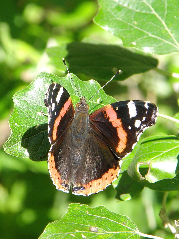 babôčka admirálska Vanessa atalanta  Linnaeus, 1758