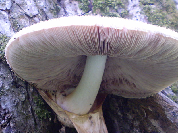 pošvovec stromový Volvariella bombycina (Schaeff.) Singer