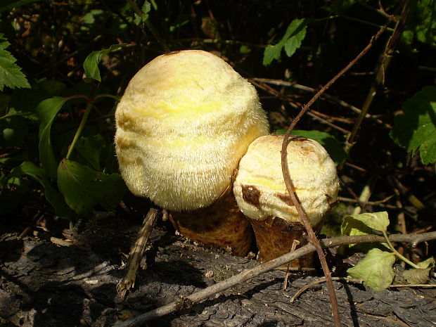 pošvovec stromový Volvariella bombycina (Schaeff.) Singer