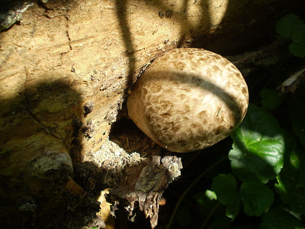 pošvovec stromový Volvariella bombycina (Schaeff.) Singer