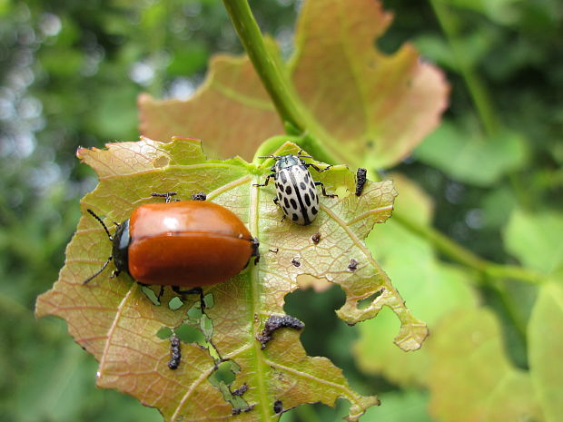 liskavka topoľová (Chrysomela populi) + liskavka (Chrysomela vigintipunctata)