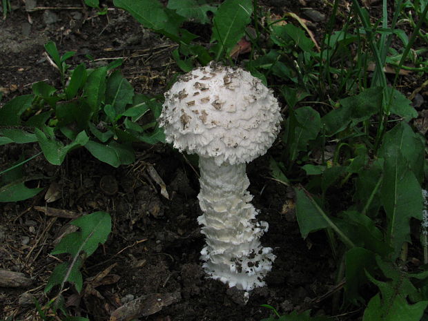 muchotrávka Vittadiniho Amanita vittadinii (Moretti) Vittad.