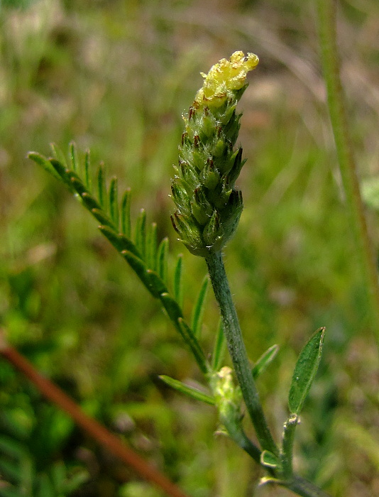 kozinec vičencovitý Astragalus onobrychis L.