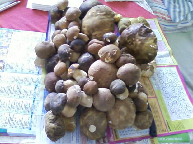 hríb dubový záver sezony 2010 Boletus reticulatus Schaeff.