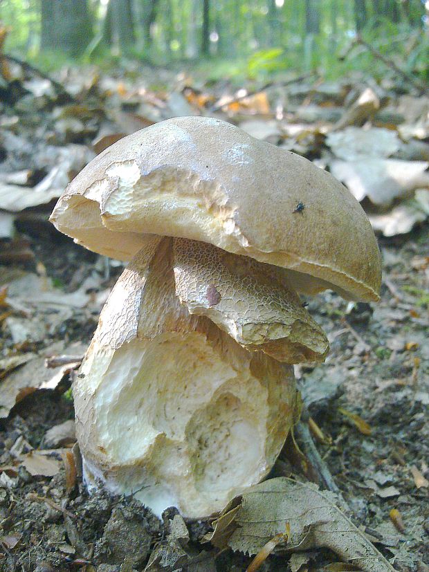 hríb dubový Boletus reticulatus Schaeff.