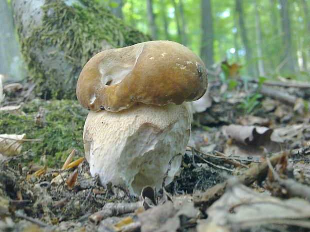 hríb dubový Boletus reticulatus Schaeff.