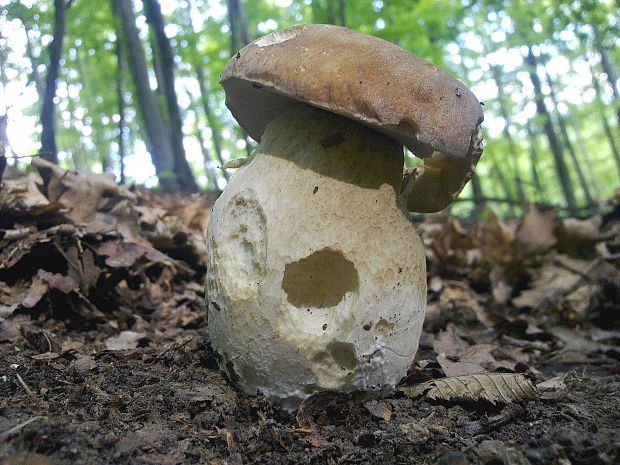 hríb dubový Boletus reticulatus Schaeff.