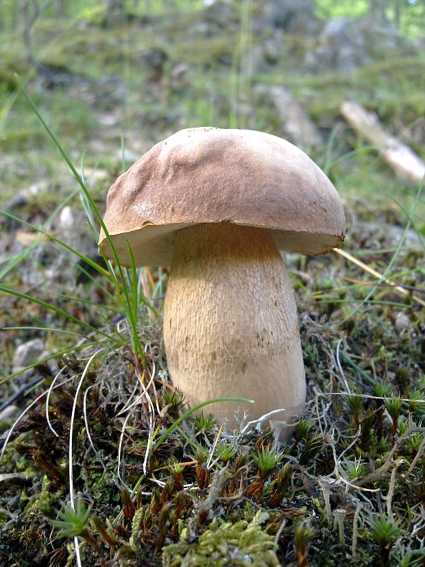 hríb dubový Boletus reticulatus Schaeff.