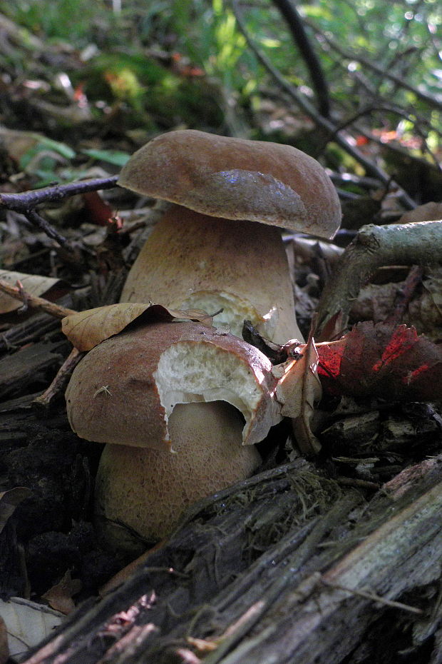 hríb dubový Boletus reticulatus Schaeff.