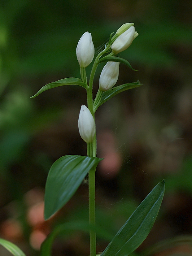 prilbovka biela Cephalanthera damasonium (Mill.) Druce