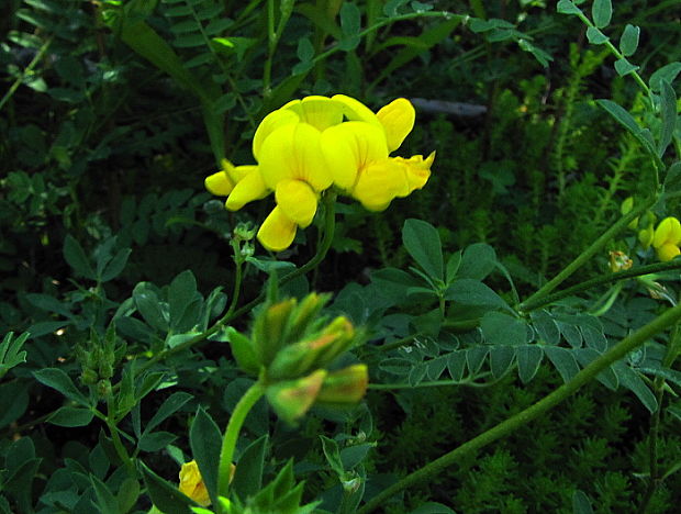 ranostaj pošvatý? Coronilla vaginalis Lam.