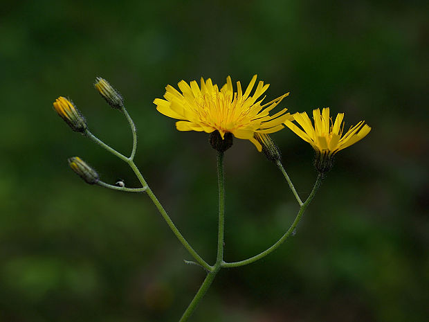 jastrabník lesný Hieracium murorum L.