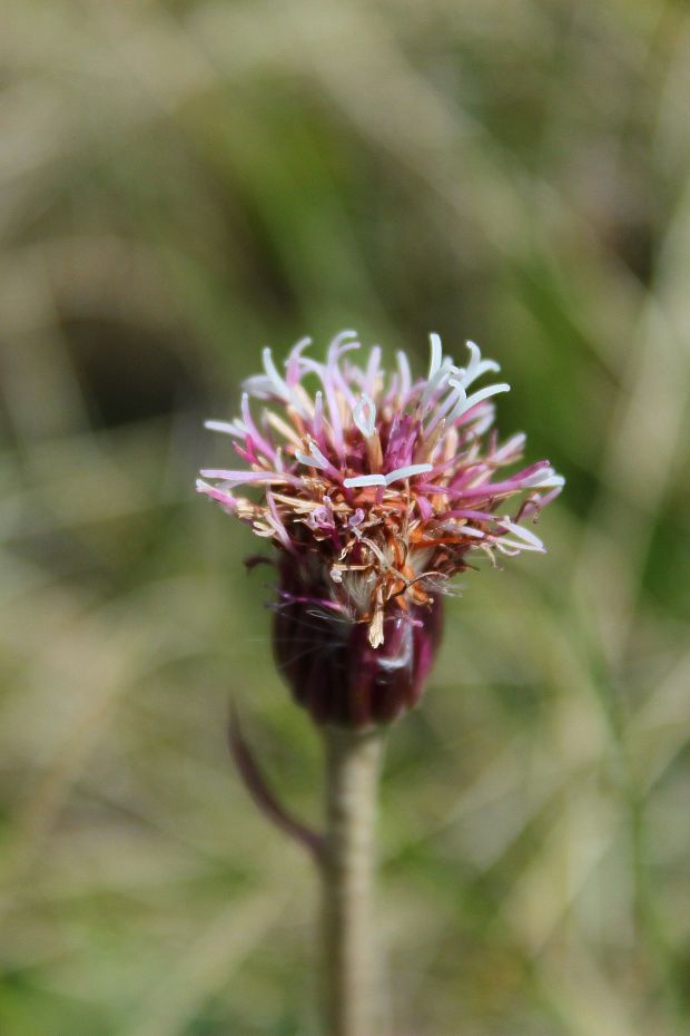 podbelica alpínska Homogyne alpina (L.) Cass.