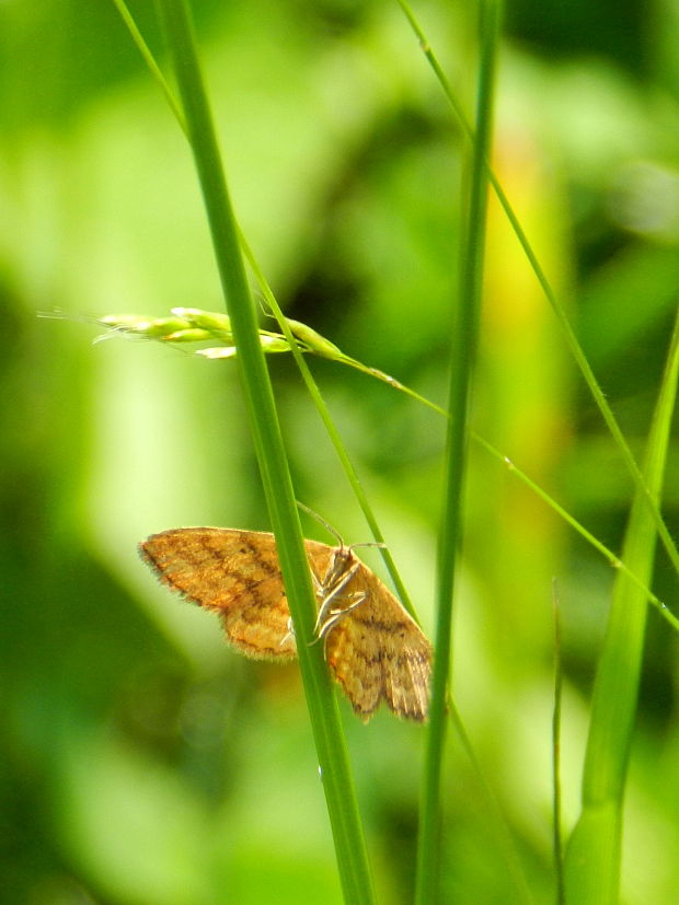 piadica hlinožltá Idaea serpentata  Hufnagel, 1767