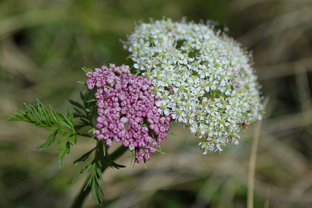 kôprovníček bezobalový Ligusticum mutellina (L.) Crantz