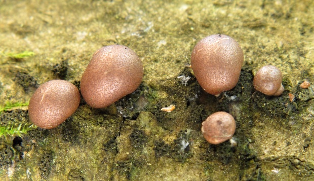 vlčinka červená Lycogala epidendrum (J.C. Buxb. ex L.) Fr.