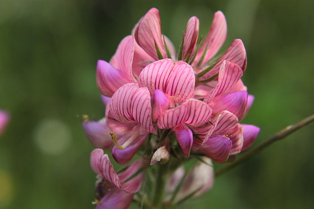 vičenec vikolistý Onobrychis viciifolia Scop.