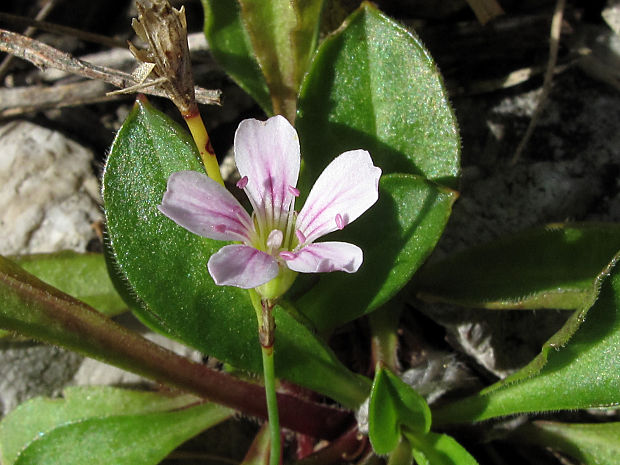 tunika lomikameňovitá Petrorhagia saxifraga (L.) Link