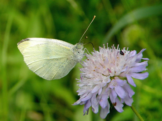 mlynárik repový Pieris rapae