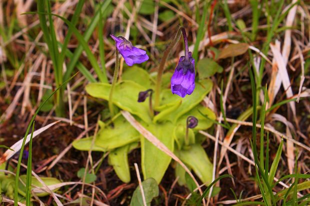 tučnica obyčajná Pinguicula vulgaris L.