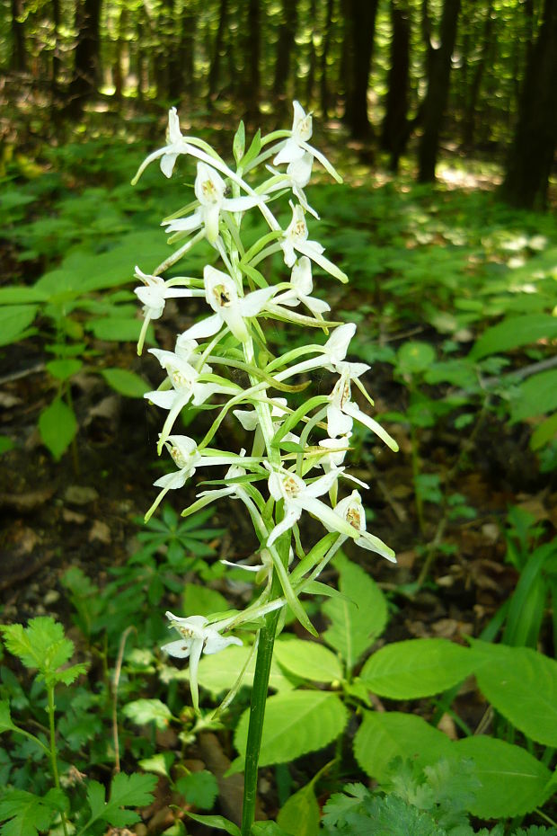 vemenník dvojlistý Platanthera bifolia (L.) Rich.